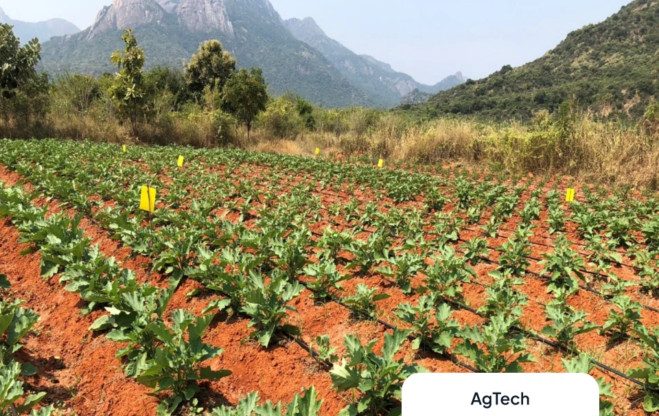 Shine Agrotechnology